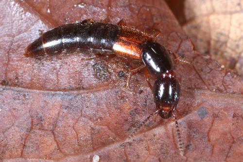 Réf. 315 464 : Othius punctulatus
